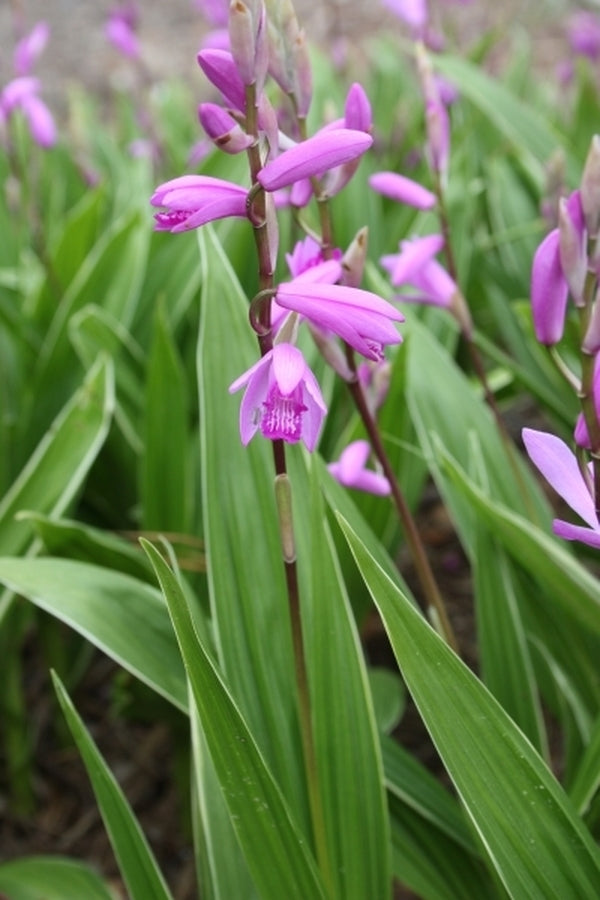 Image of Bletilla striata 'Albostriata'