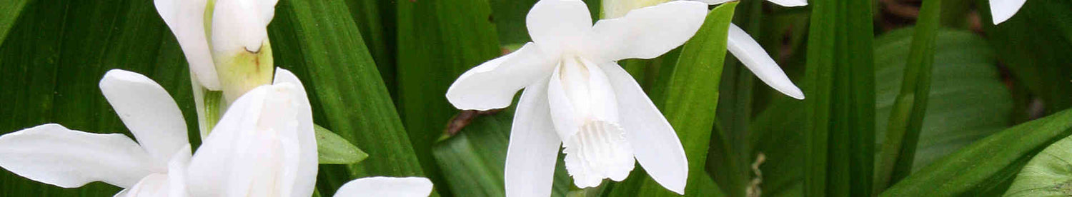Plants that start with 'B'