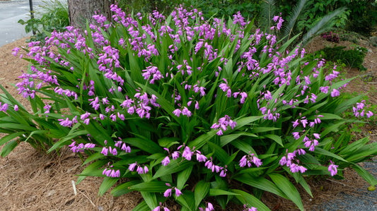 Image of Bletilla striata taken at Juniper Level Botanic Gdn, NC by JLBG