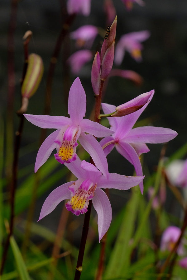 Image of Bletilla x yokohama 'Kate' PP 19,878