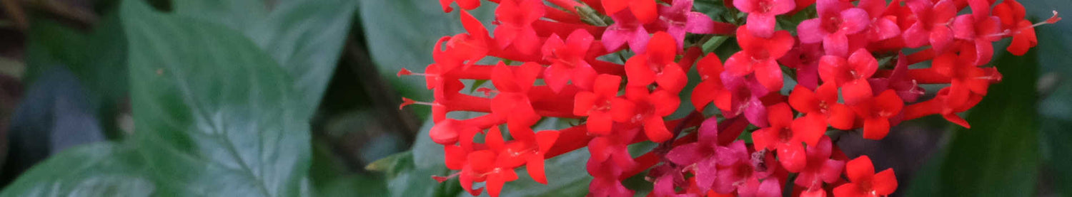 Bouvardia