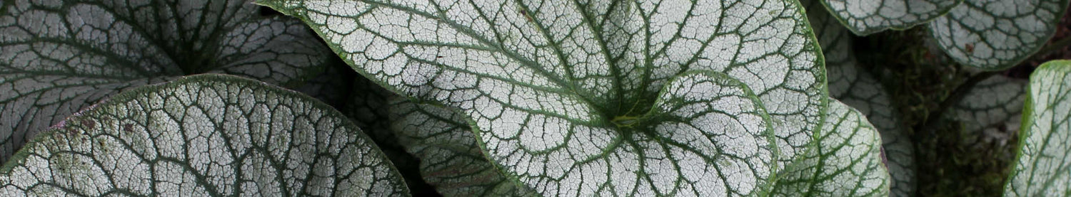 Brunnera