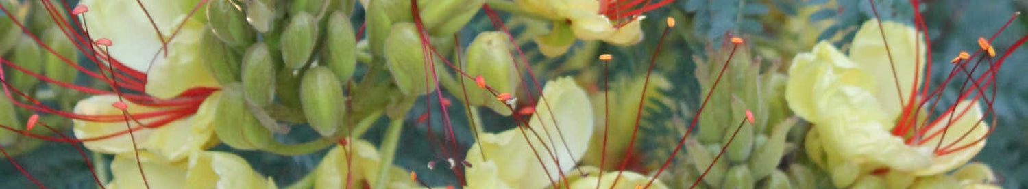 Caesalpinia