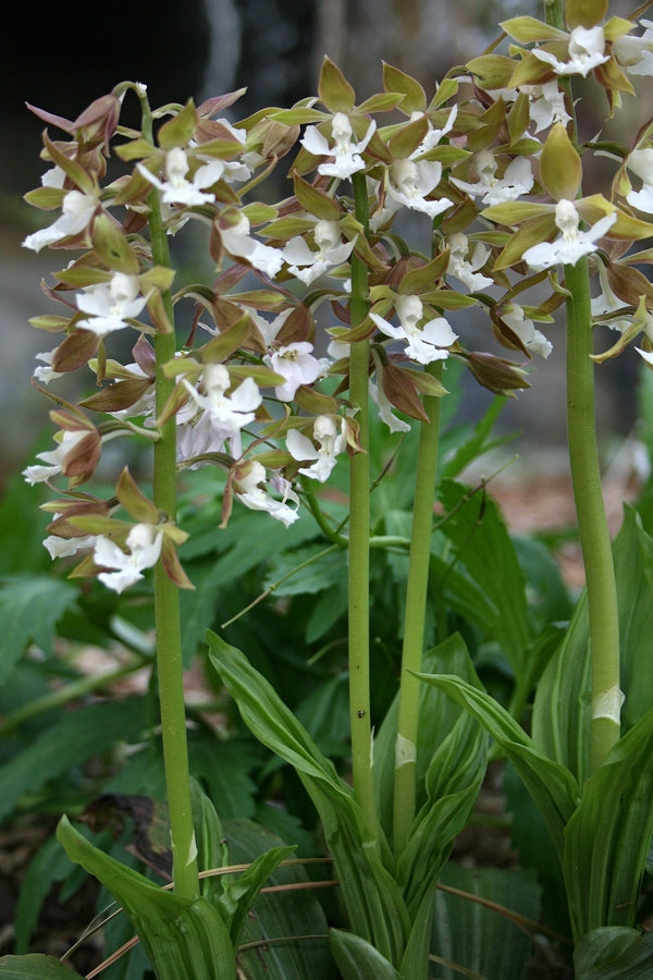 Image of Calanthe discolor