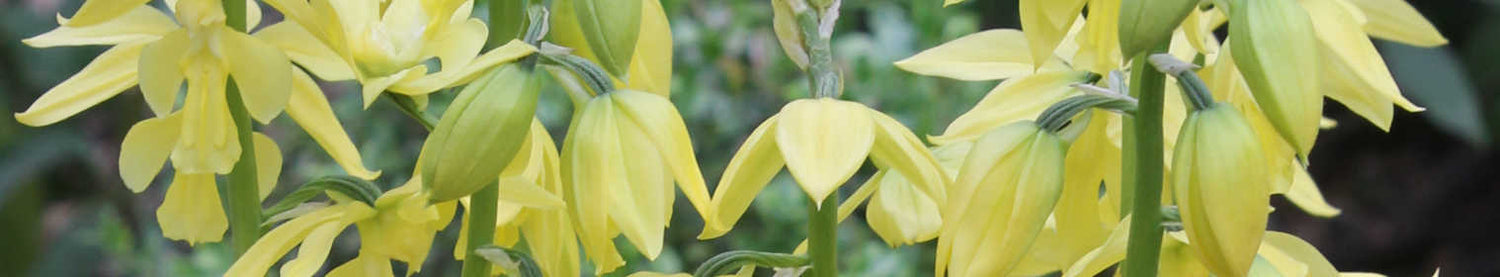 Calanthe