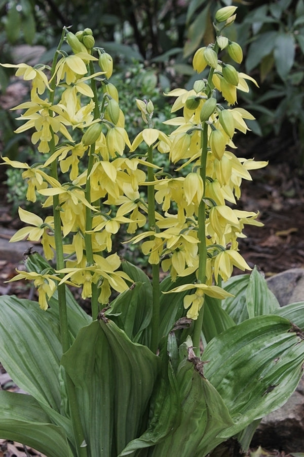Image of Calanthe sieboldii