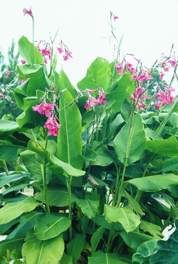 Image of Canna 'Ehemanni'