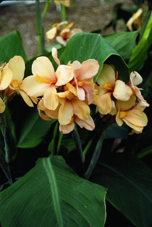 Image of Canna 'Apricot Dream'
