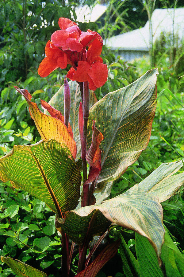 Image of Canna 'Durban'