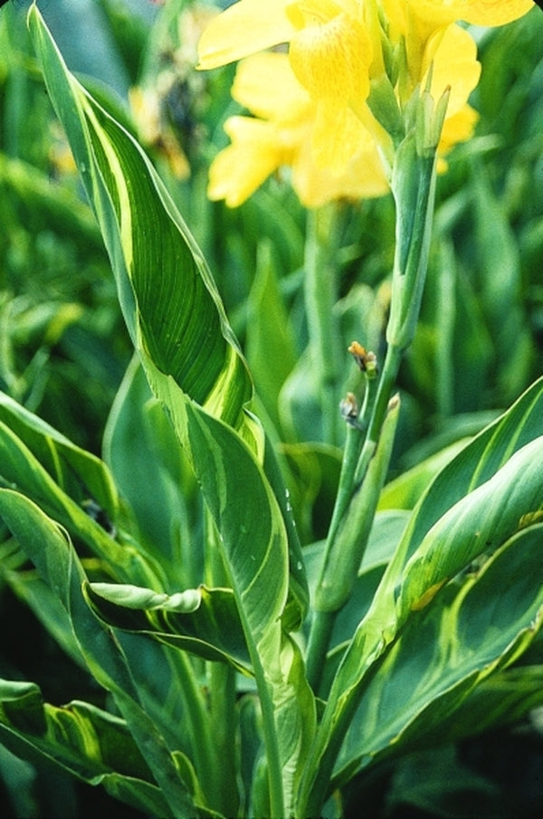 Image of Canna 'Kansas City'
