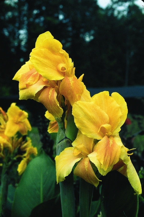 Image of Canna 'Pink Sunrise'