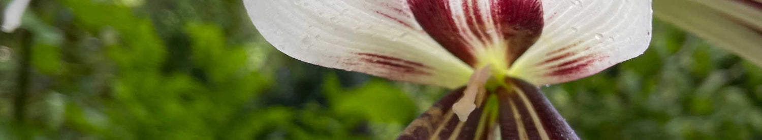 Cardiocrinum