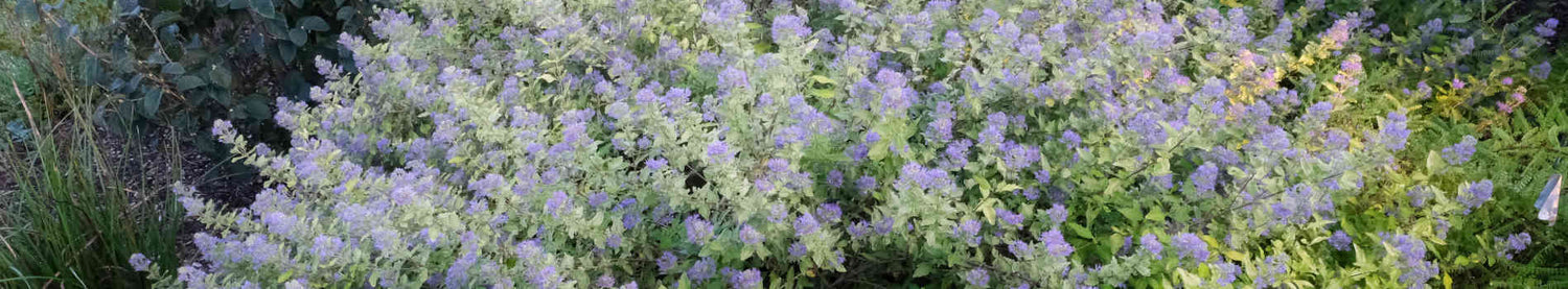 Caryopteris