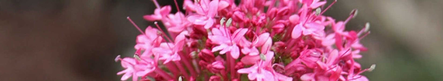 Centranthus