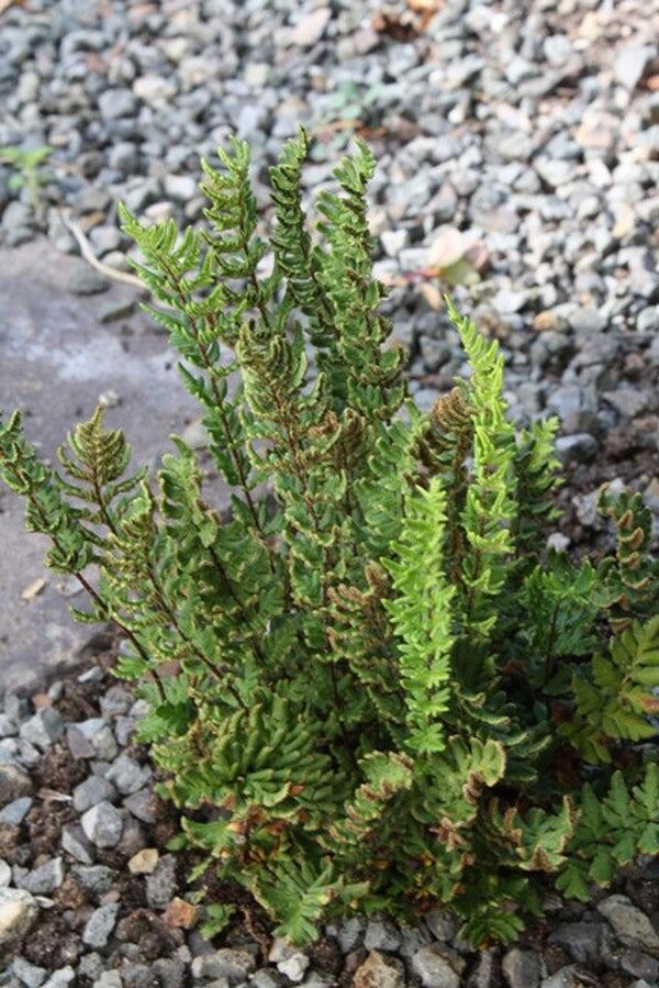 Image of Cheilanthes distans taken at Juniper Level Botanic Gdn, NC by JLBG