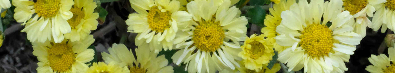 Chrysanthemum