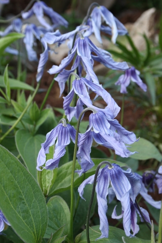 Image of Clematis integrifolia 'Lake Baikal' taken at Juniper Level Botanic Gdn, NC by JLBG
