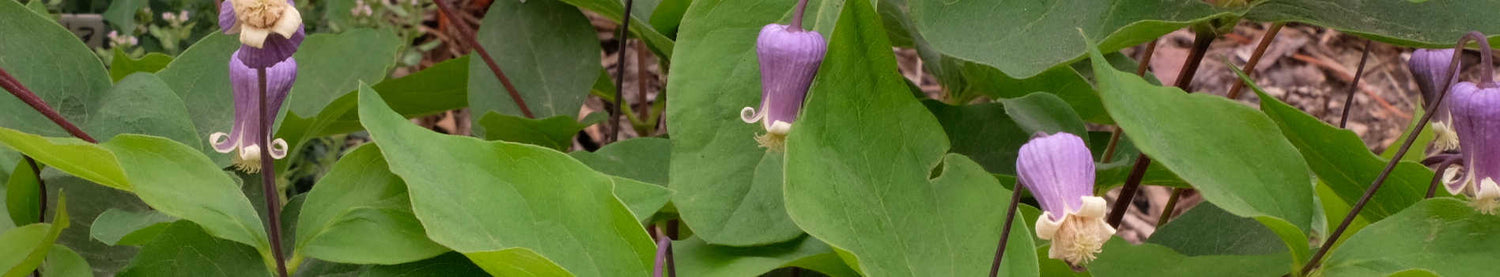 Clematis