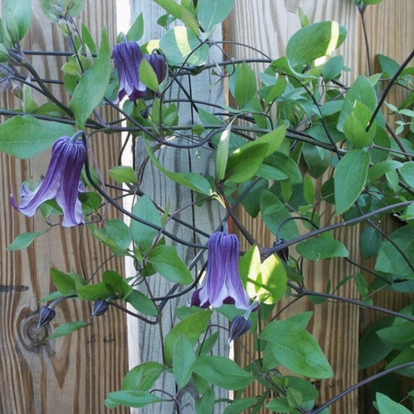 Image of Clematis 'Rooguchi' taken at Juniper Level Botanic Gdn, NC by JLBG