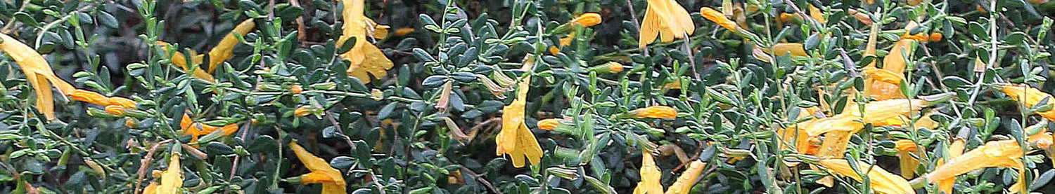 Clinopodium