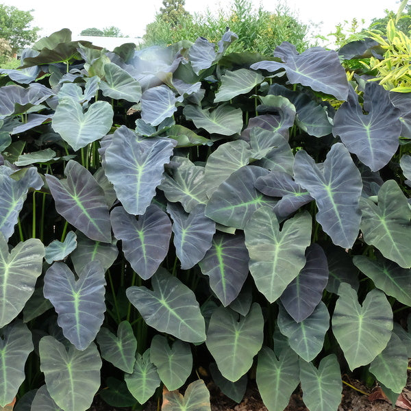 Image of Colocasia esculenta 'Coal Miner'