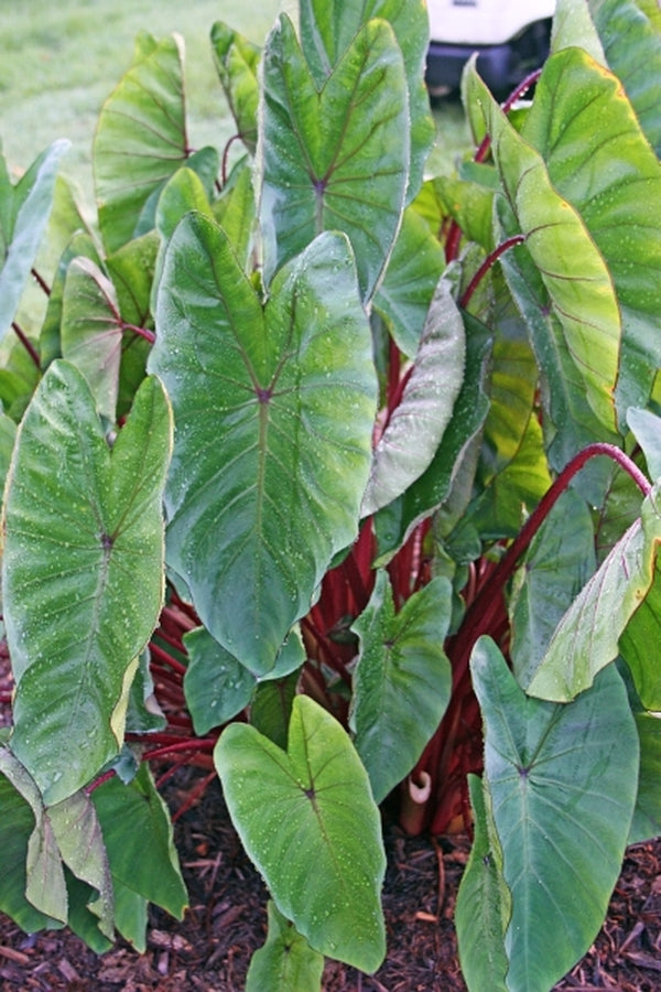 Image of Colocasia esculenta 'Hawaiian Punch' PP 24,596 taken at Juniper Level Botanic Gdn, NC by JLBG