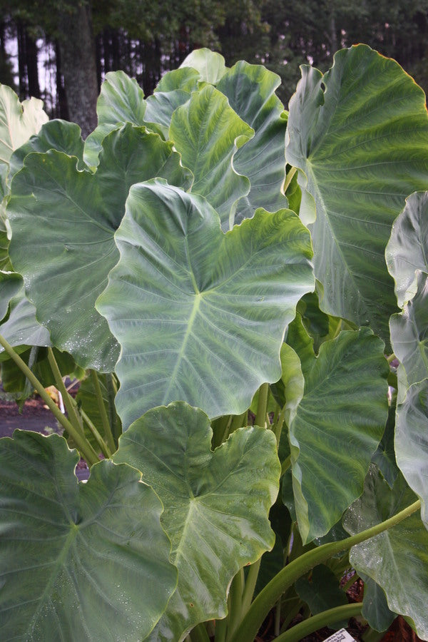 Image of Colocasia esculenta 'Jack's Giant'