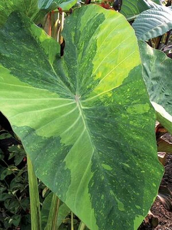Image of Colocasia esculenta 'Lime Aide'