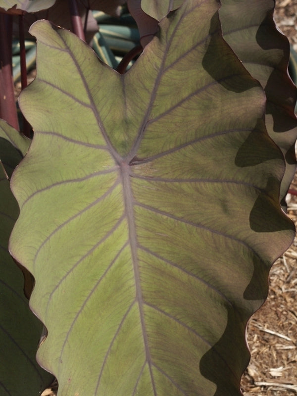 Image of Colocasia esculenta 'Pineapple Princess' PP 20,982