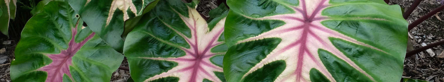 Colocasia