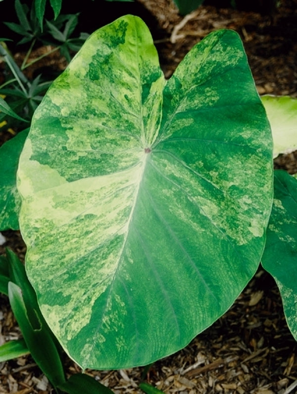 Image of Colocasia esculenta 'Yellow Splash'