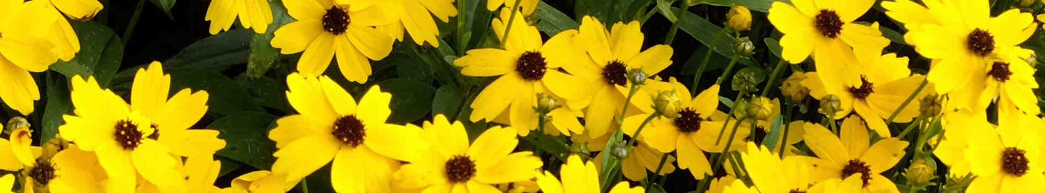 Coreopsis