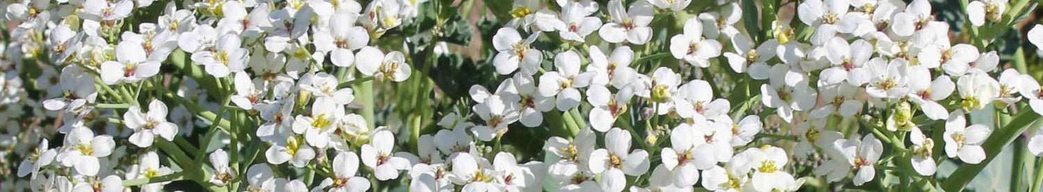 Crambe