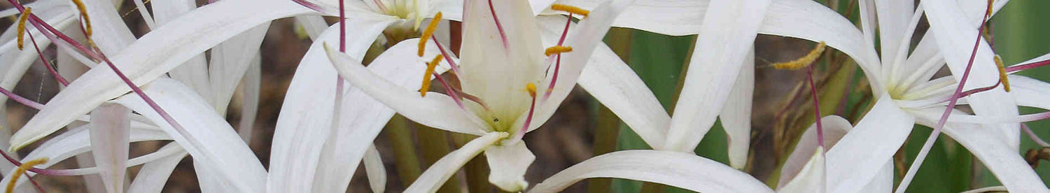 White Garden