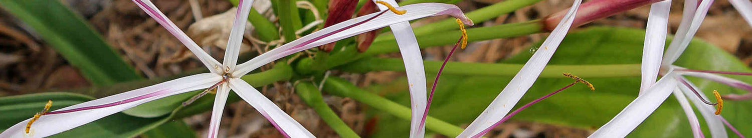 Plants that start with 'C'