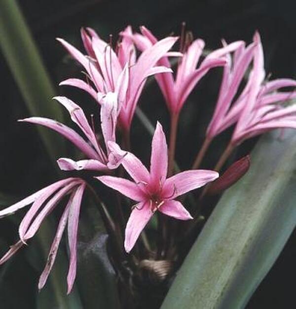 Image of Crinum 'Sangria' taken at Juniper Level Botanic Gdn, NC by JLBG