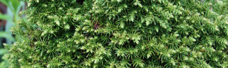 Cryptomeria