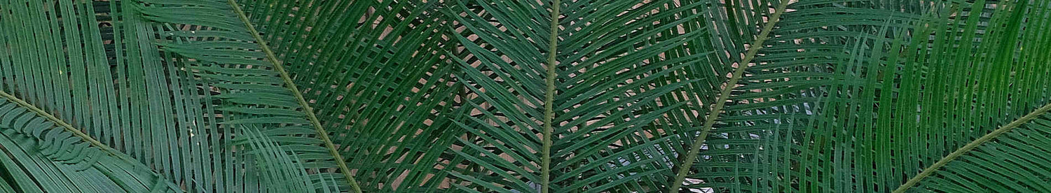Cycas