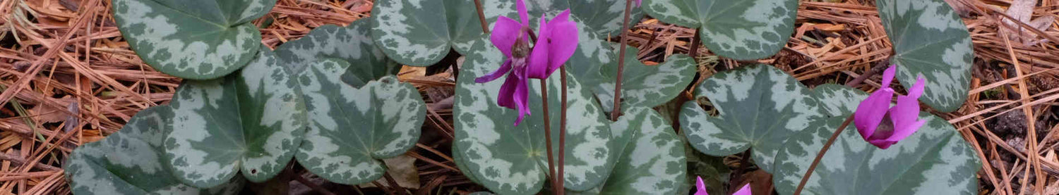 Cyclamen