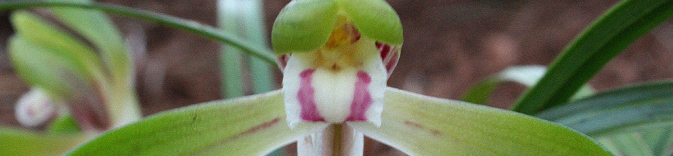 Cymbidium