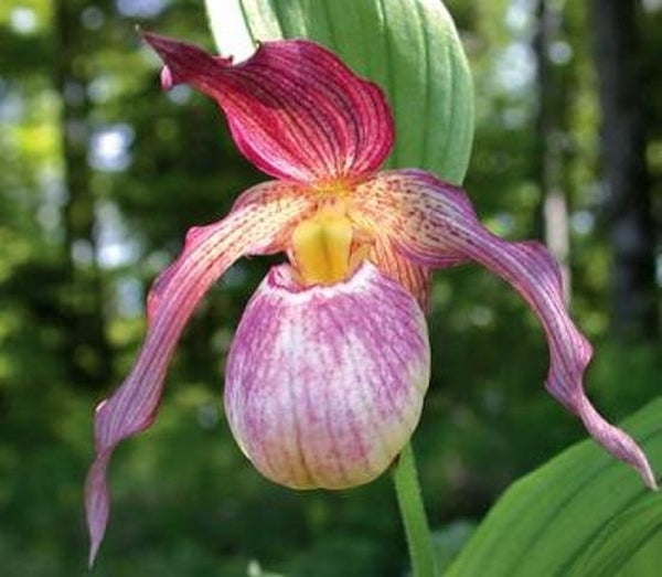 Image of Cypripedium 'Aki'