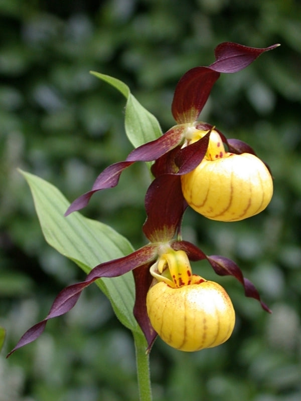 Image of Cypripedium 'Emil' (Frosch®)