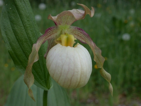 Image of Cypripedium 'Gisela Pastel'
