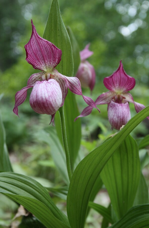 Image of Cypripedium 'Gisela' (Frosch)