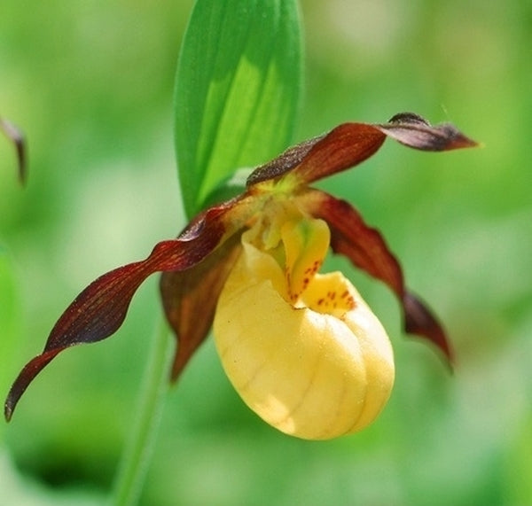 Image of Cypripedium parviflorum var. parviflorum