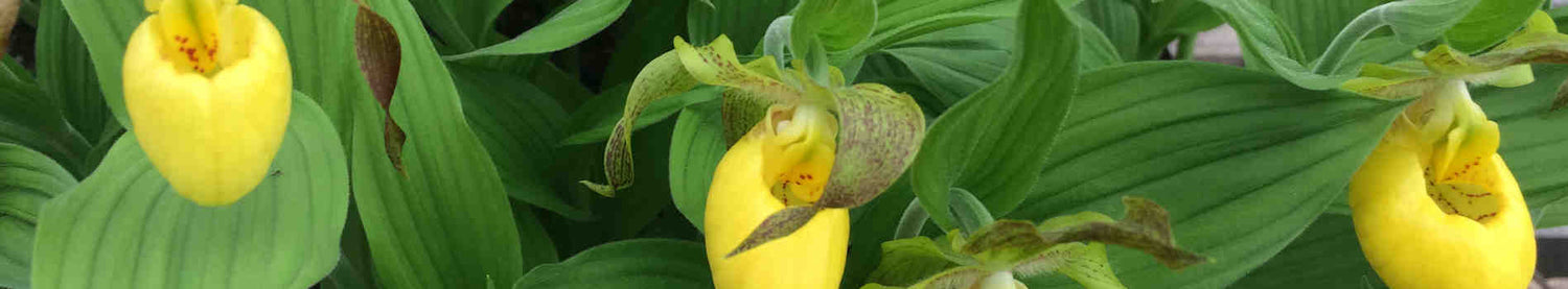 Cypripedium