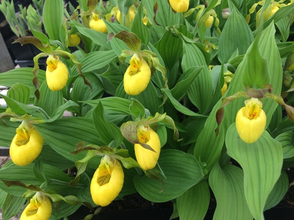 Image of Cypripedium parviflorum var. pubescens