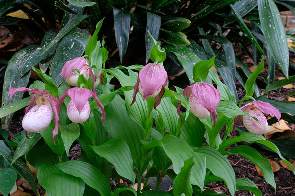 Image of Cypripedium 'Philipp'