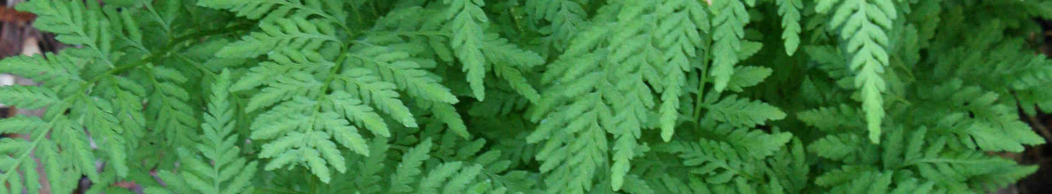 Cystopteris