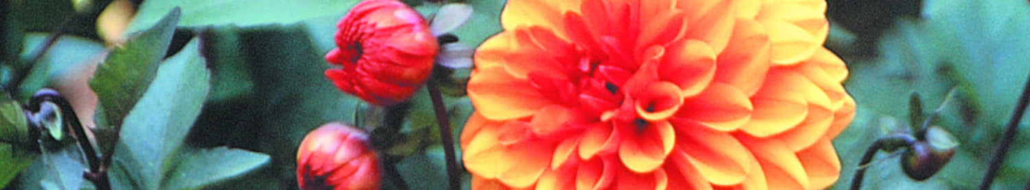 Dahlia
